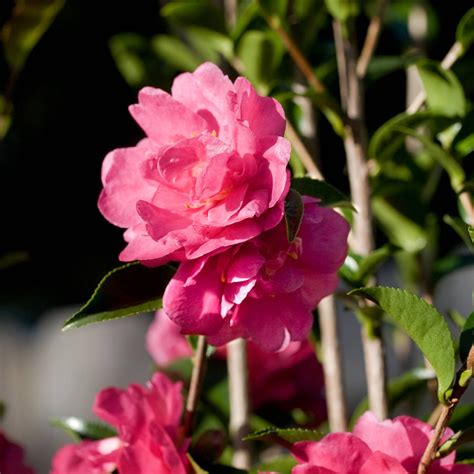 The October Magic Rose Camellia: Awakening the Senses